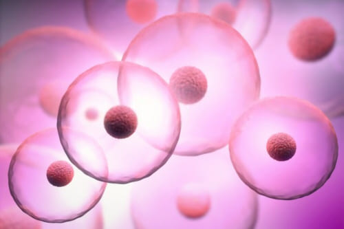 Banco de óvulos (nacional y extranjero)