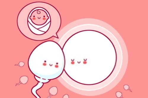 Tratamiento de factor masculino (hipospermia, oligozoospermia, asteno-zoospermia, cripto-zoospermia, terato-zoospermia)